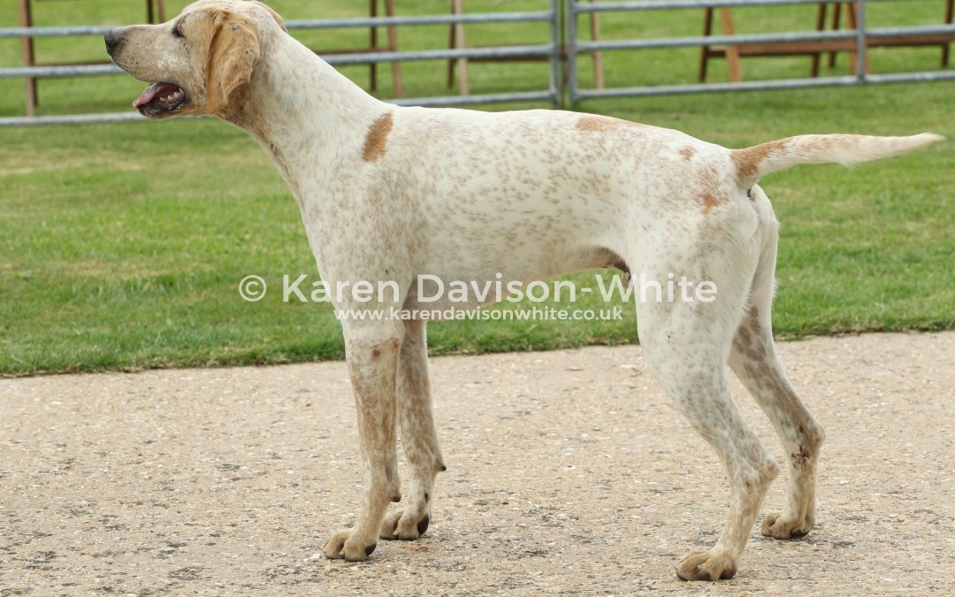 West Norfolk Foxhounds Puppy Show 16.6.17 final take