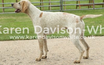 West Norfolk Foxhounds Puppy Show 16.6.17 final take