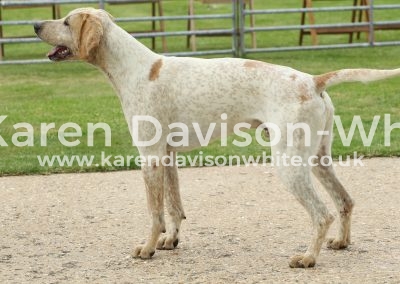 IMG_8640Champion dghound Gramby wnfh puppy show
