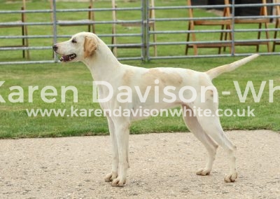 IMG_8645Best Bitch Starfish W.V.W. STEPTOE '13 Satchel '11