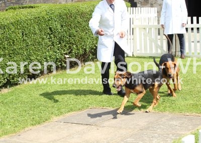 IMG_8689Aggro and Agile