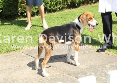 IMG_8701 High Peak Aggie best bitch Gallant '14 Argue '11