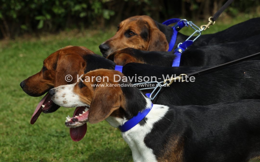 High Peak Harriers 17.6.17 take three