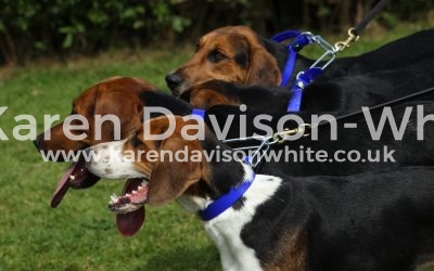 High Peak Harriers 17.6.17 take three