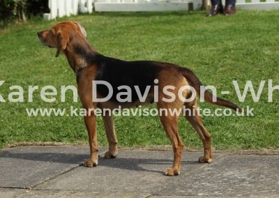 IMG_8755High Peak Best entered hound season 2015 17 Galaxy