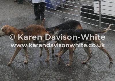 IMG_8776Exmoor Foxhounds kdw