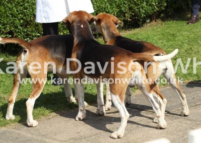 IMG_8813Waveney Sherlock is the bruiser in the middle pleased Dougie loves him. karendavisonwhite