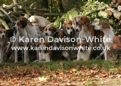 IMG_8832waveney harriers karendavisonwhite