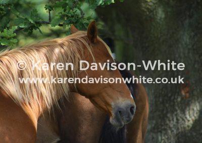 img_8834-horses-head-image