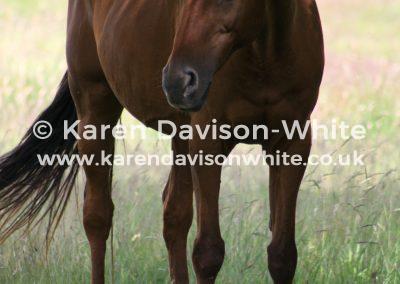 img_8838horse-at-grass