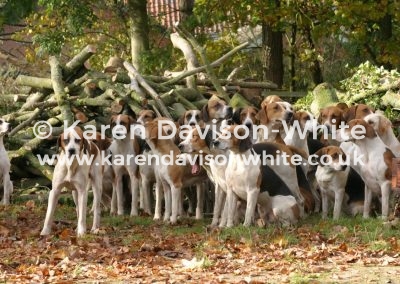 IMG_8842waveney harriers karendavisonwhite