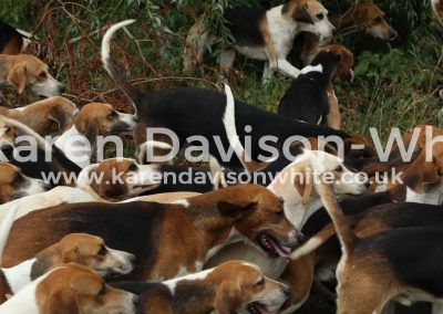 IMG_8851Waveney Harriers karendavisonwhite