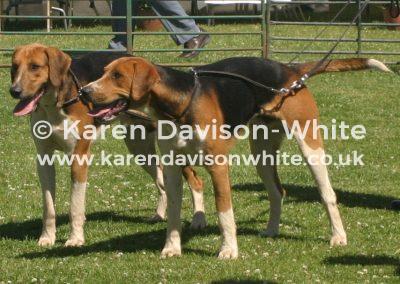 img_8883blaston-show-percy-jun11-karendavisonwhite