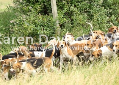 IMG_8911wh karendavisonwhite