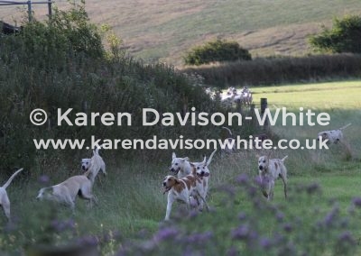 IMG_8921Exmoor Foxhounds
