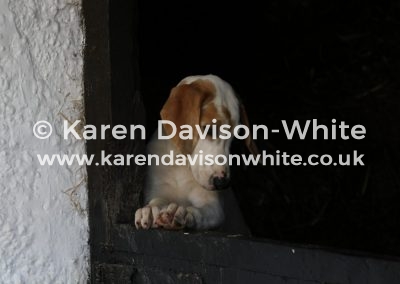 IMG_8962 karendavisonwhite