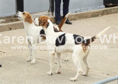 IMG_8963Forester 2nd Frankel 1st ch.dogh Easton Foreman 14 Dunston Bluebell 13