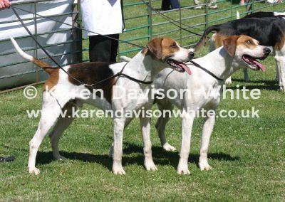 img_8976suffolk-coiner-and-cornish-3rdblaston11-karendavisonwhite