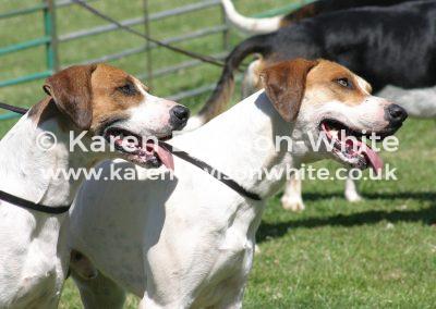 img_8977suffolk-coiner-and-cornish-karendavisonwhite