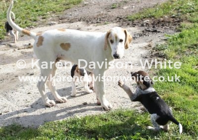 IMG_8985karendavisonwhite EFH