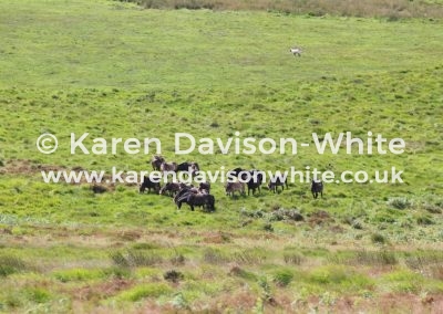 IMG_8998Exmoor ponies