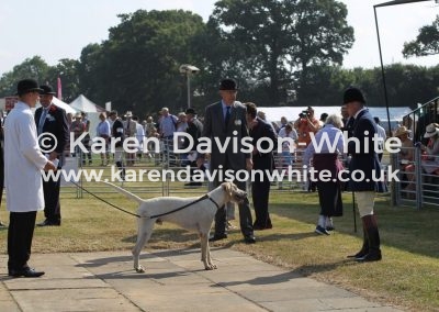 IMG_9005Cattistock Brocket won entdgh karendavisonwhite