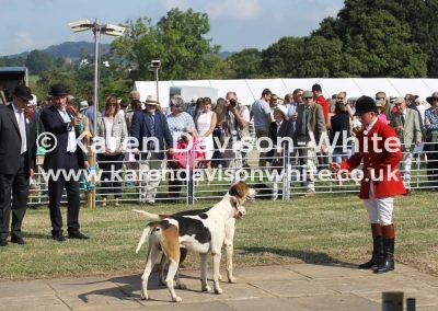 IMG_9006Portman Forelock and Fontmell by DofB Folkestone 14