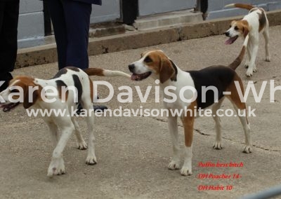 IMG_9027best bitch Puffin karendavisonwhite