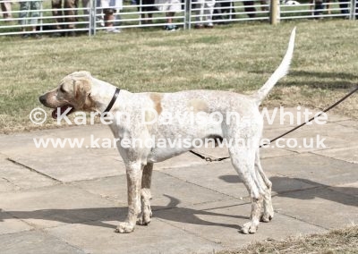 IMG_9029 North Cotswold Battleaxe by G&R Broker 15 chdghound.