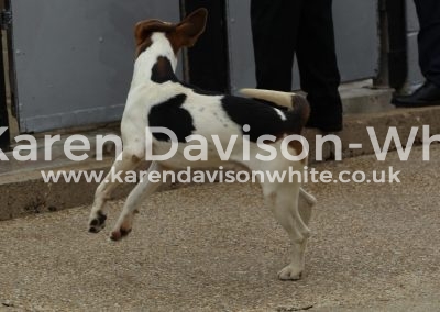 IMG_9030Frankel ch. dghound