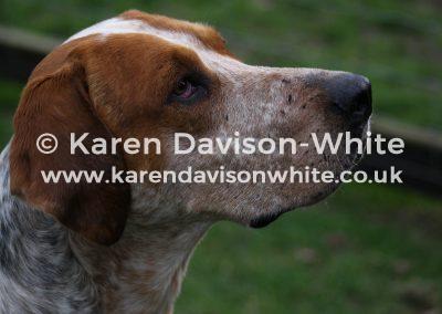 img_9036poacher-karendavisonwhite