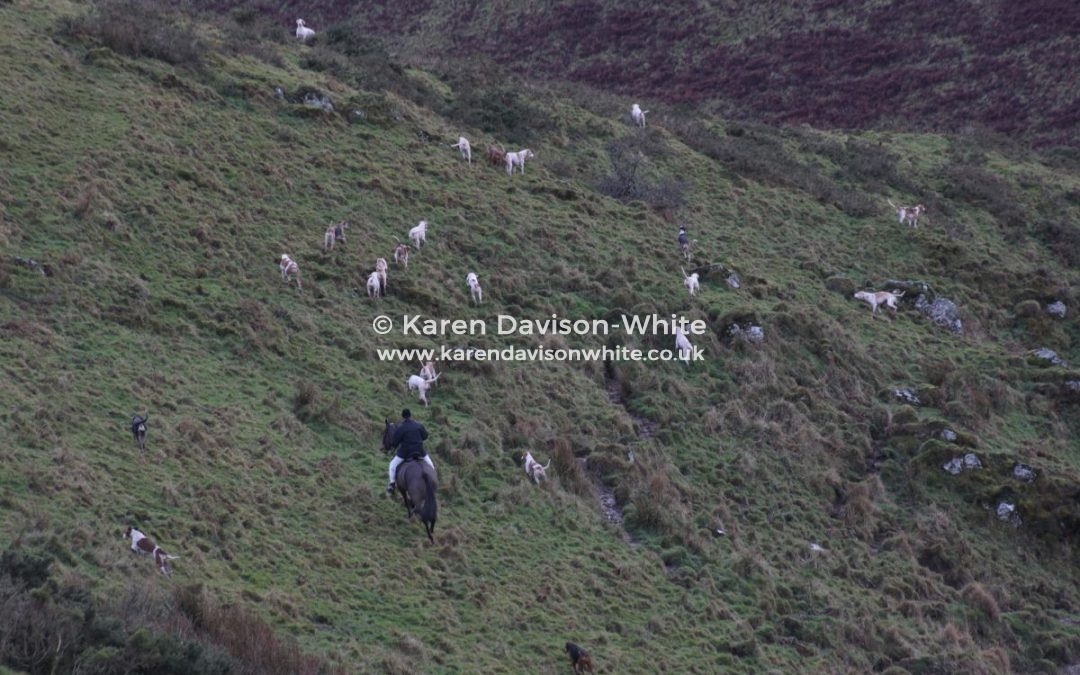 Exmoor Foxhounds part two