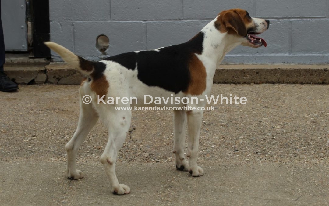 Dunston Harriers Puppy Show 25.6.17