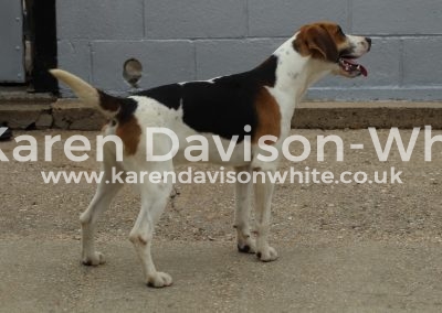 IMG_9037Ch doghound Frankel Easton Foreman 14 DH Bluebell 13