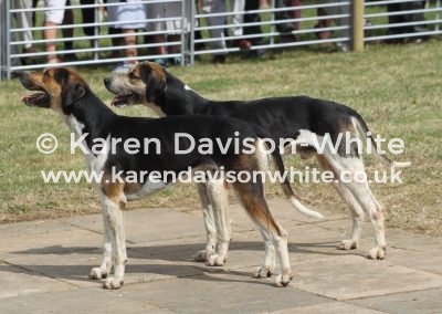 IMG_9043S&WW Hereford and Heretic by VWH Saxon 12 -Harmony