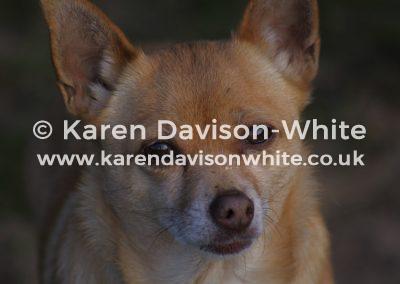 img_9055chihuahua-karendavisonwhite