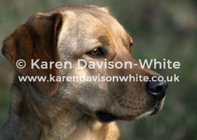 img_9060labrador-karendavisonwhite