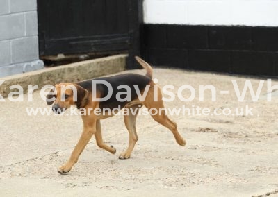 IMG_9072Hannibul best working dog 2016 17 Holdcombe bred
