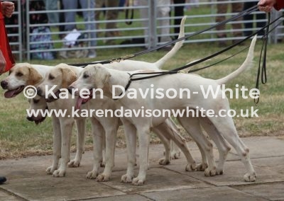 IMG_9078VWH won two couple Hamlet, Jacob, Janitor by Statesman 13 Nomad by NC Devon 14