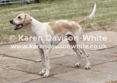 IMG_9097Four Burrow Governor 17 by Heythrop Gambler 13 - Bobtail 12