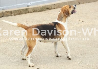 IMG_9102Best ent. working bitch Banter