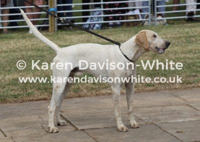 IMG_9135Cattistock Brocket 18 by Granite 13-Bracketts 12 ch for best in west countries