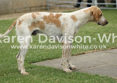 IMG_9176ch dog hound Goshawk