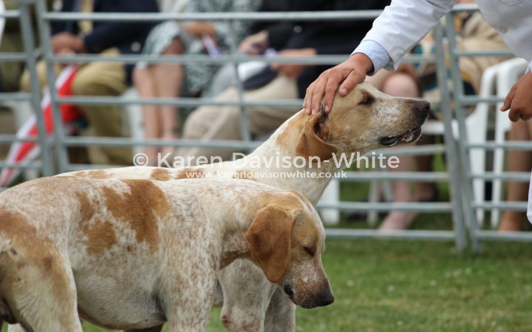 OAKLEY FOXHOUNDS PUPPY SHOW 27.6.17