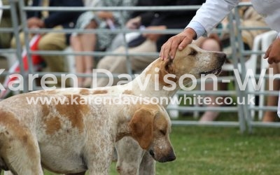 OAKLEY FOXHOUNDS PUPPY SHOW 27.6.17