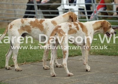 IMG_9243Goshawk and Gooseberry Mendip Gosling '12 Kimblewick Bollard '14 kdwimage