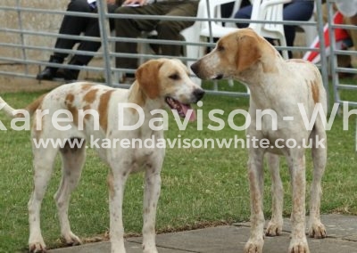 IMG_9248best bitch Gooseberry and Goshawk champion dog hound karendavisonwhite