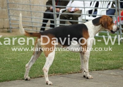 IMG_9256Best working dog last season SPATULAR karendavisonwhite