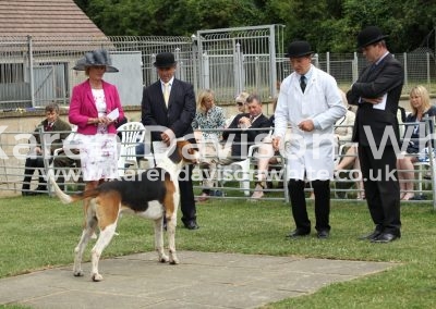 IMG_9263Best working hound last season SPATULAR karendavisonwhite