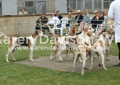 IMG_9285Hounds that came with Jack from the Ludlow karendavisonwhite